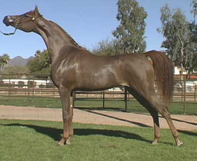 Euphoryia