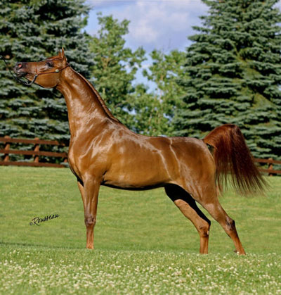 Euphoryia