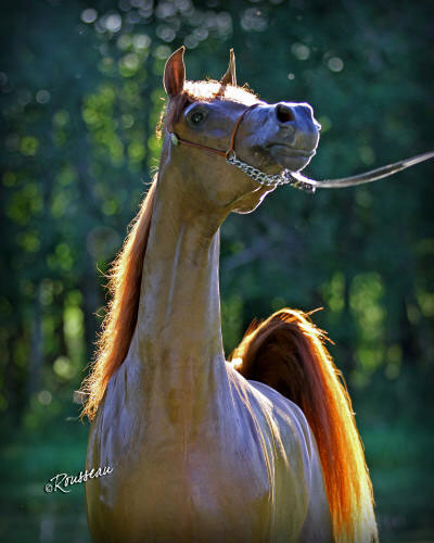 Euphoryia