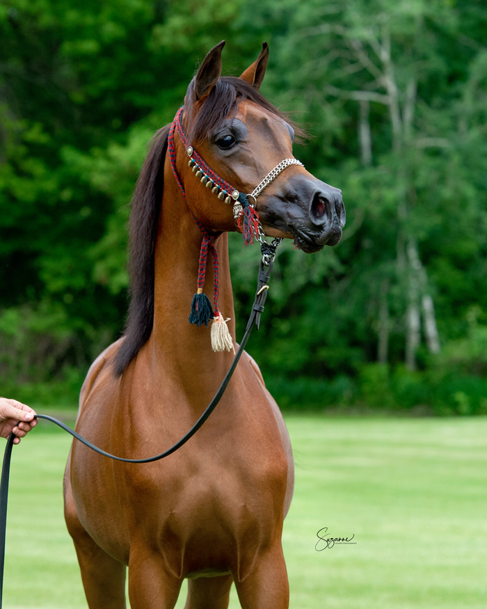 arabian and half arabian sale horses.