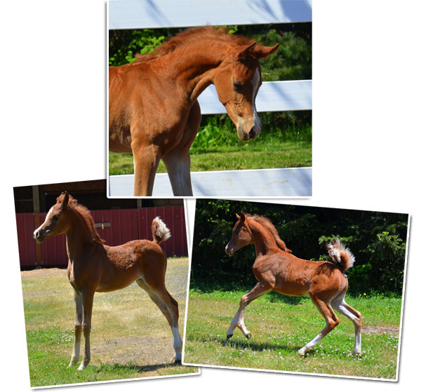 PA Scimitar x OA Shooting Star