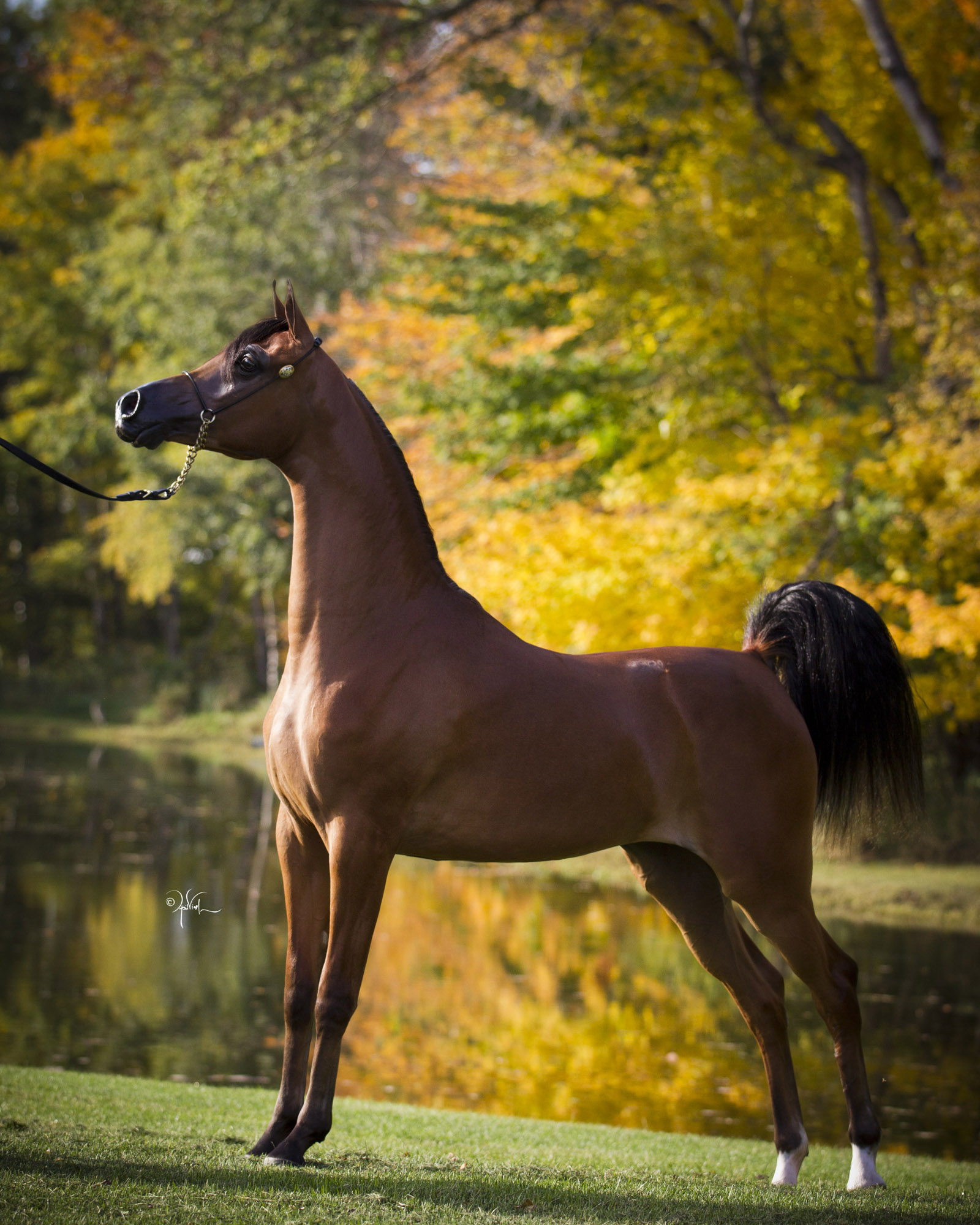 Shada Arabians