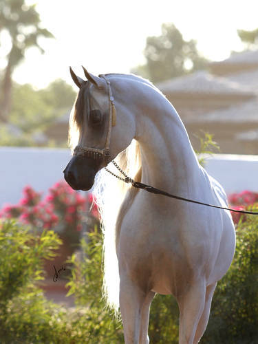 Shada Arabians